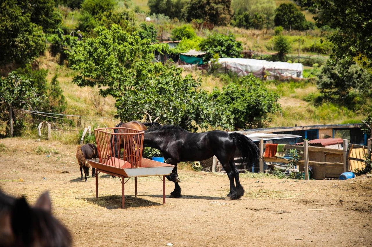 Mavi At Hotel Blue Horse Gumusdere Bagian luar foto