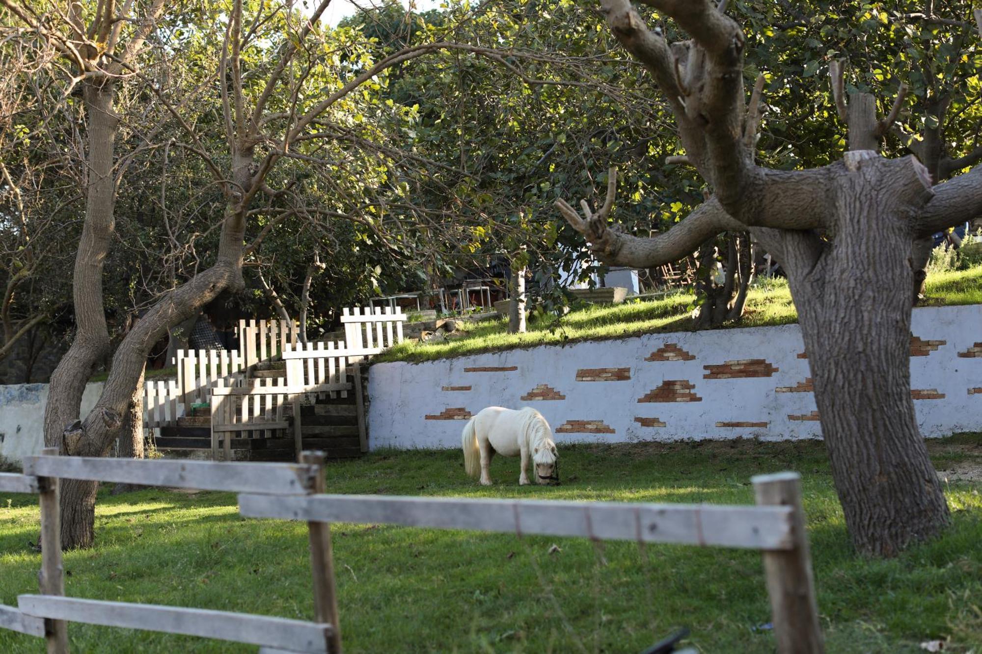 Mavi At Hotel Blue Horse Gumusdere Bagian luar foto