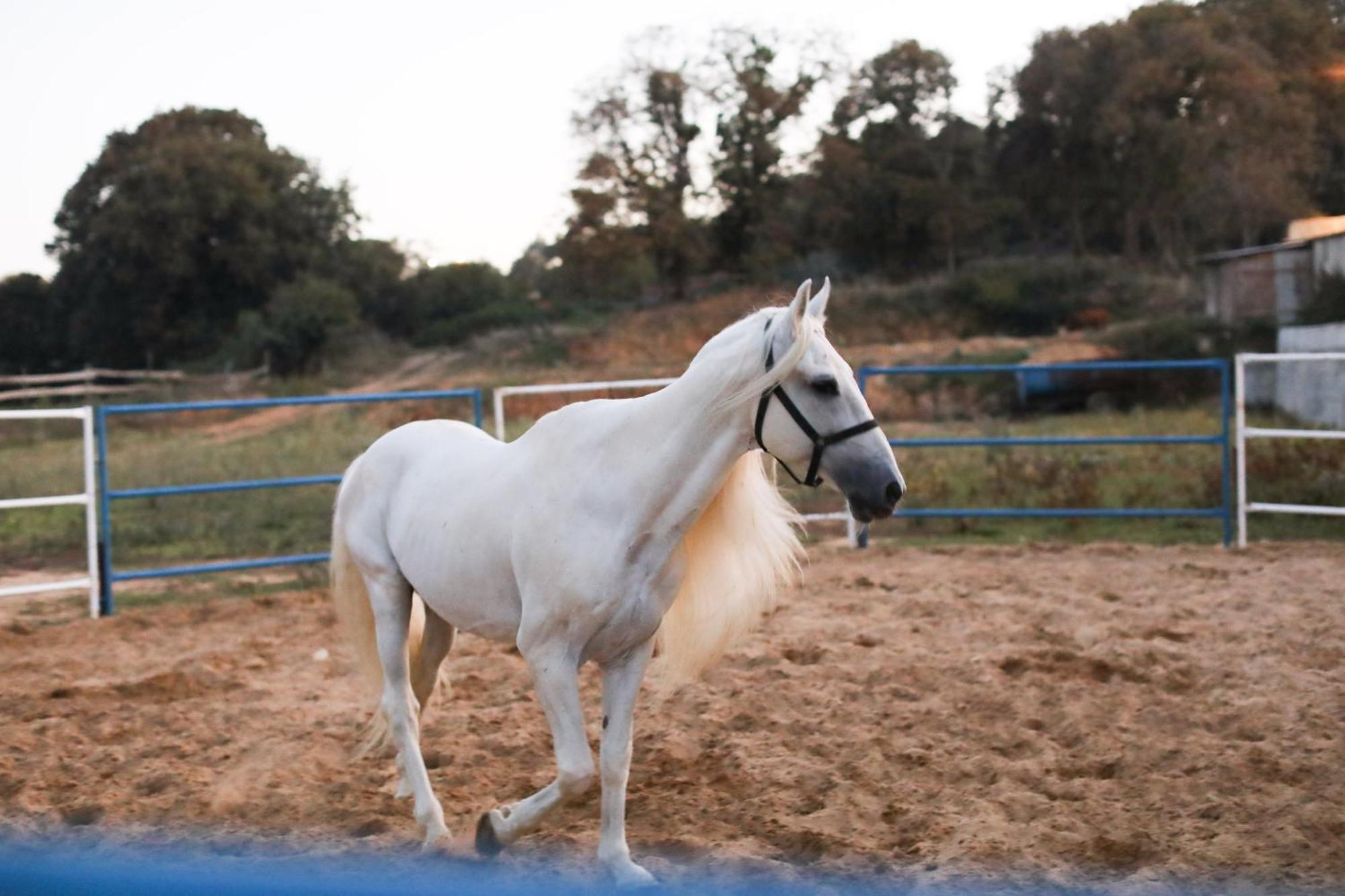Mavi At Hotel Blue Horse Gumusdere Bagian luar foto